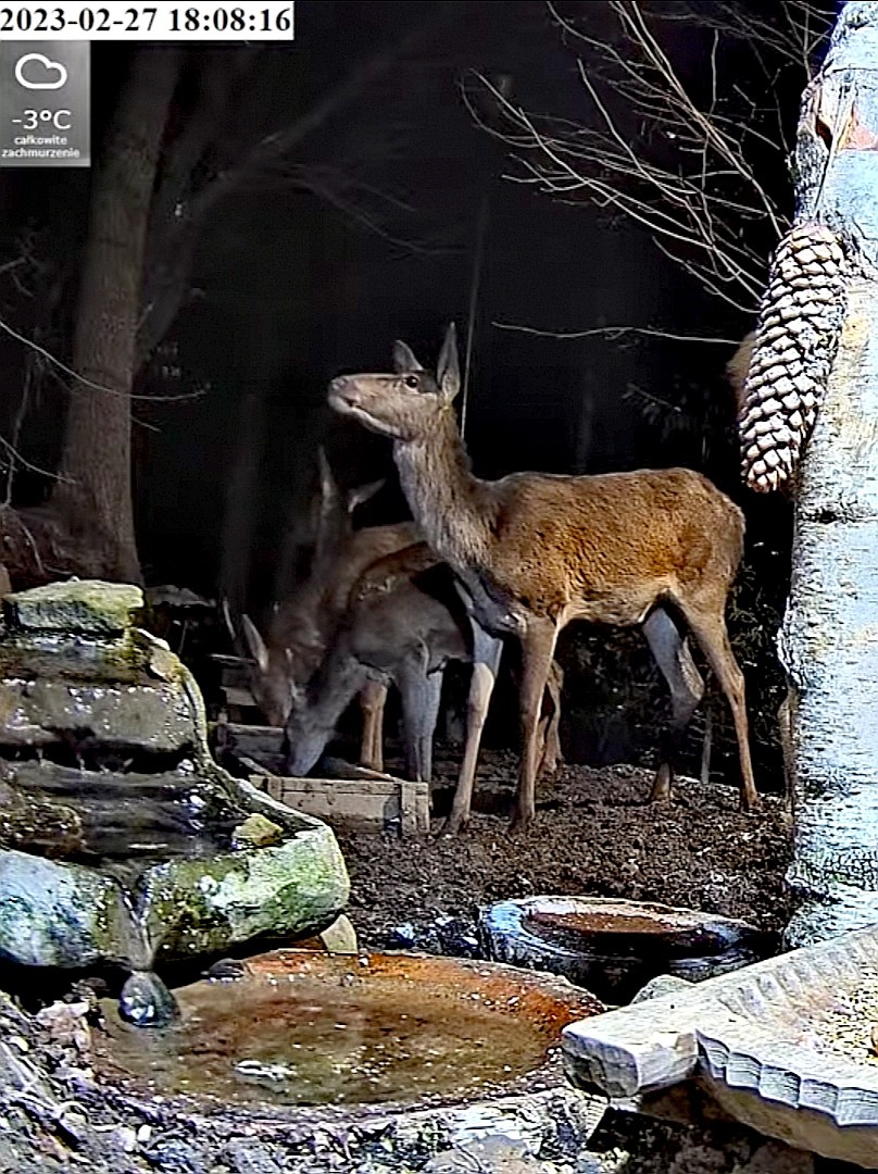 livebirdspoland_2e8f9bd67e285c4f3a9ff4445fff7688.jpg