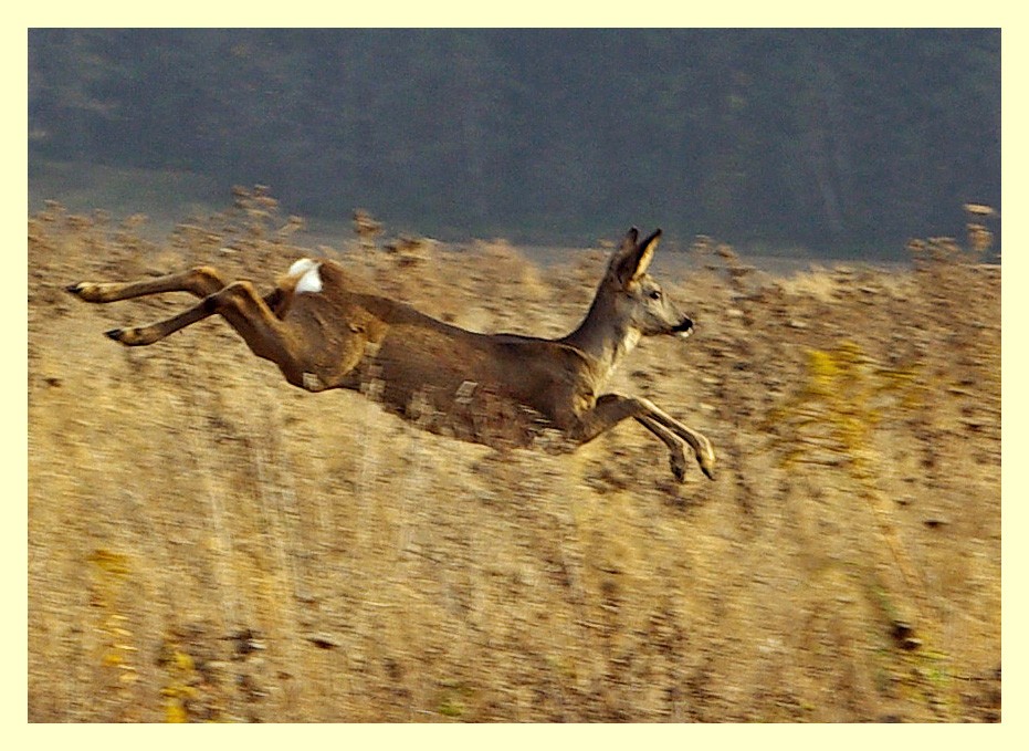 livebirdspoland_ad9048efcce2a40a399e5b2d38fd225e.jpg
