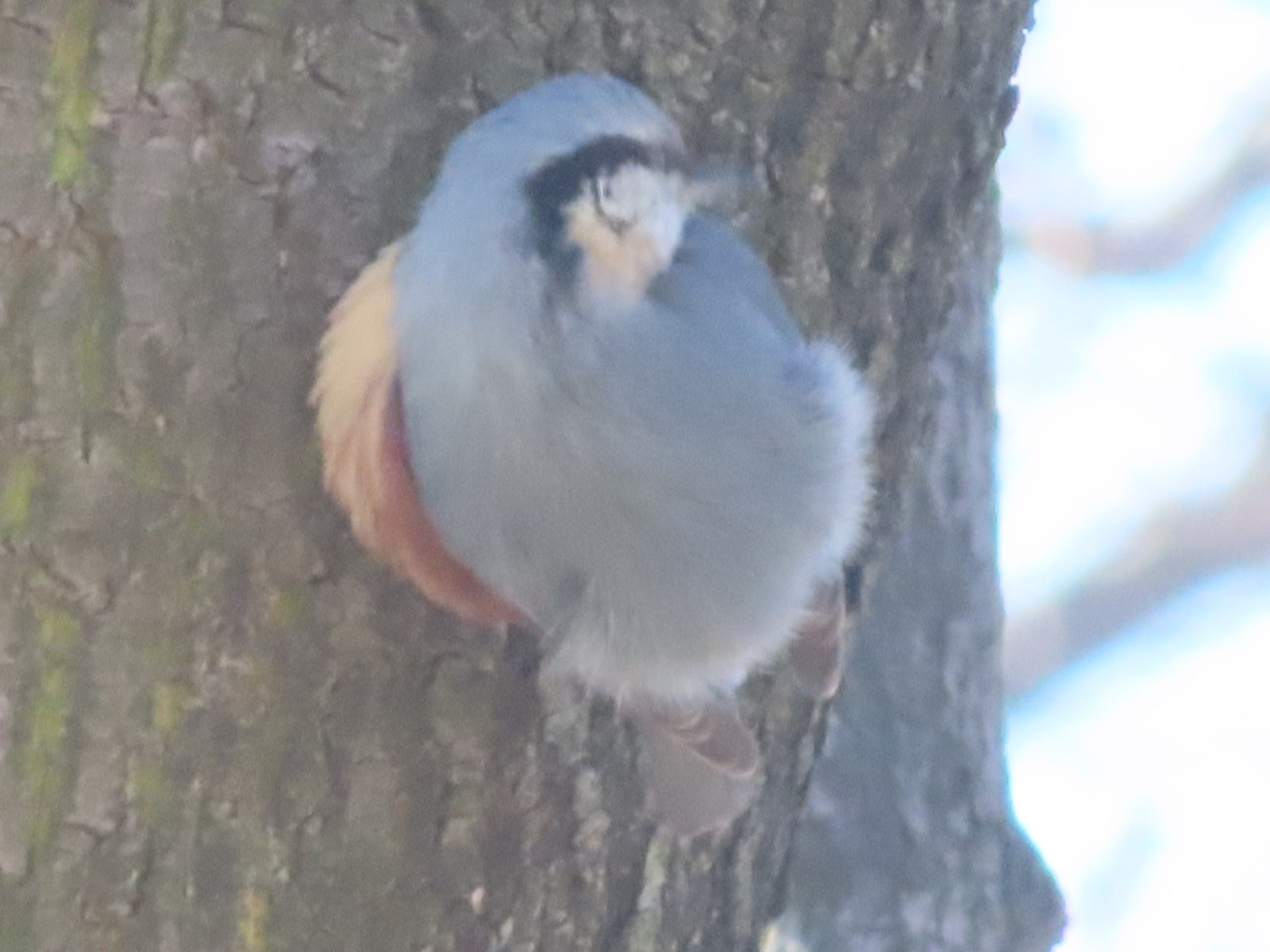 livebirdspoland_014304e1c2c895079d136a44a6b83ba9.jpg