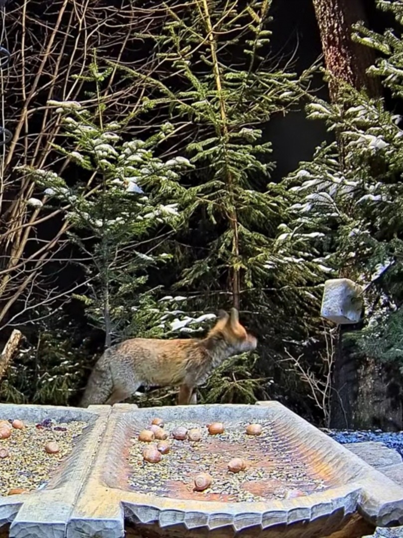 livebirdspoland_3944f104831235e60655b183fde3542d.jpg