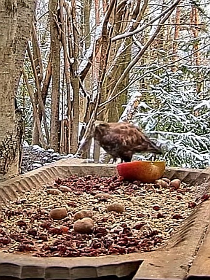 livebirdspoland_5b7bd68feb3c23394891e39fb33b2c36.jpg