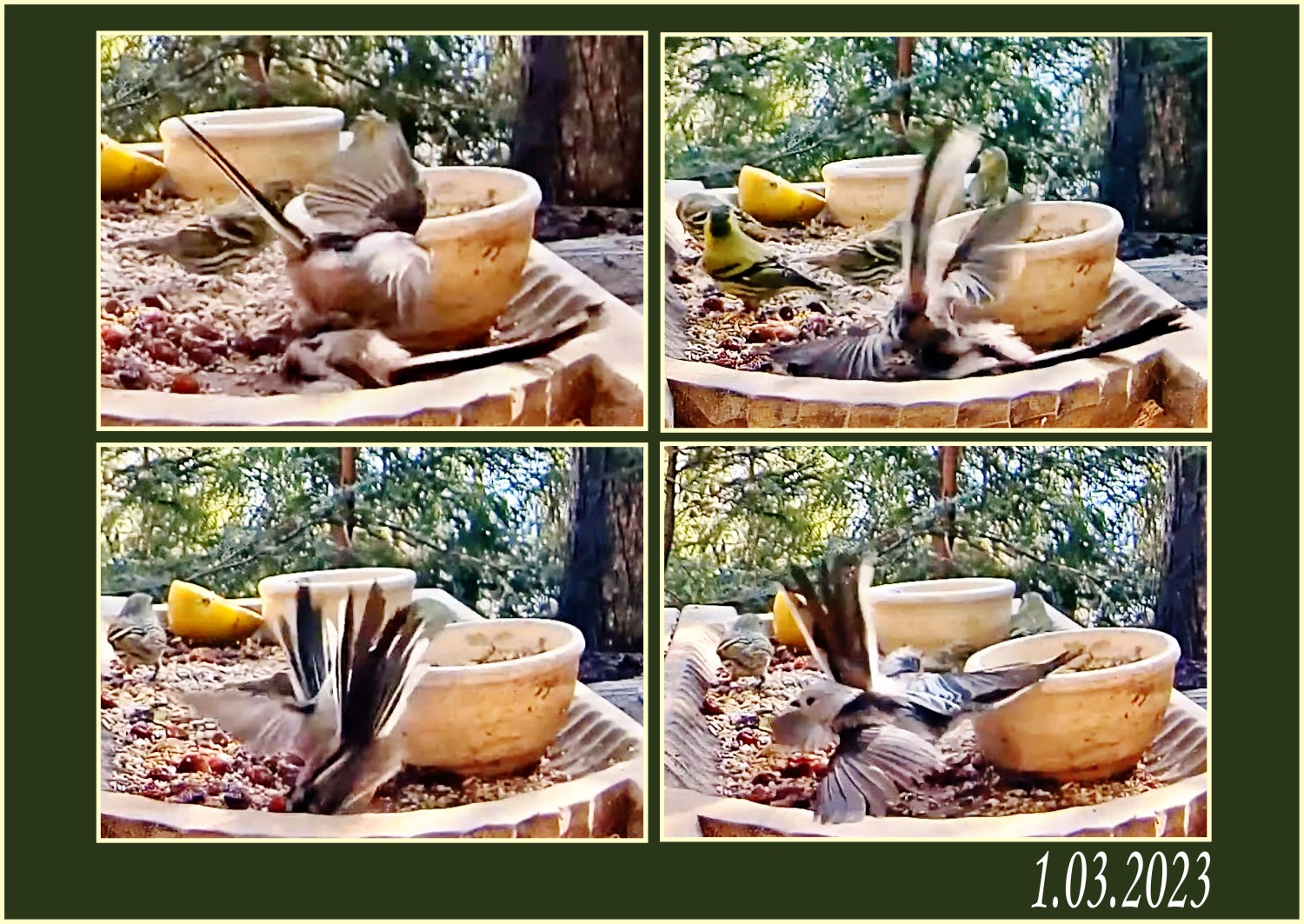 livebirdspoland_8a4349a19010c6ea9f804b9818a8282b.jpg