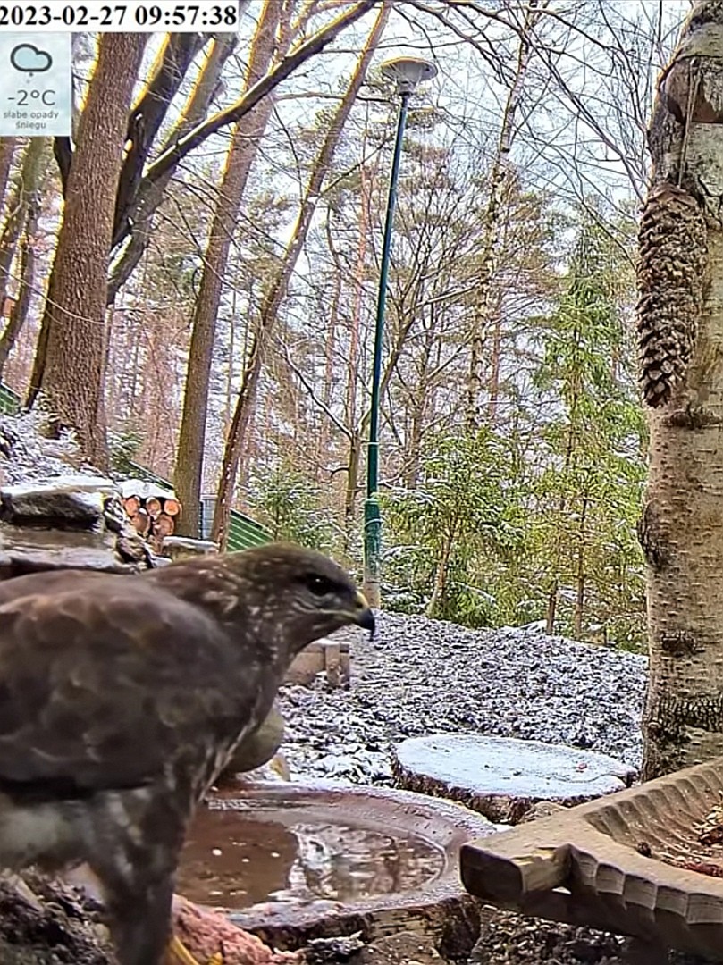 livebirdspoland_049823b1de9d8b8f6de6fbff8e720a81.jpg