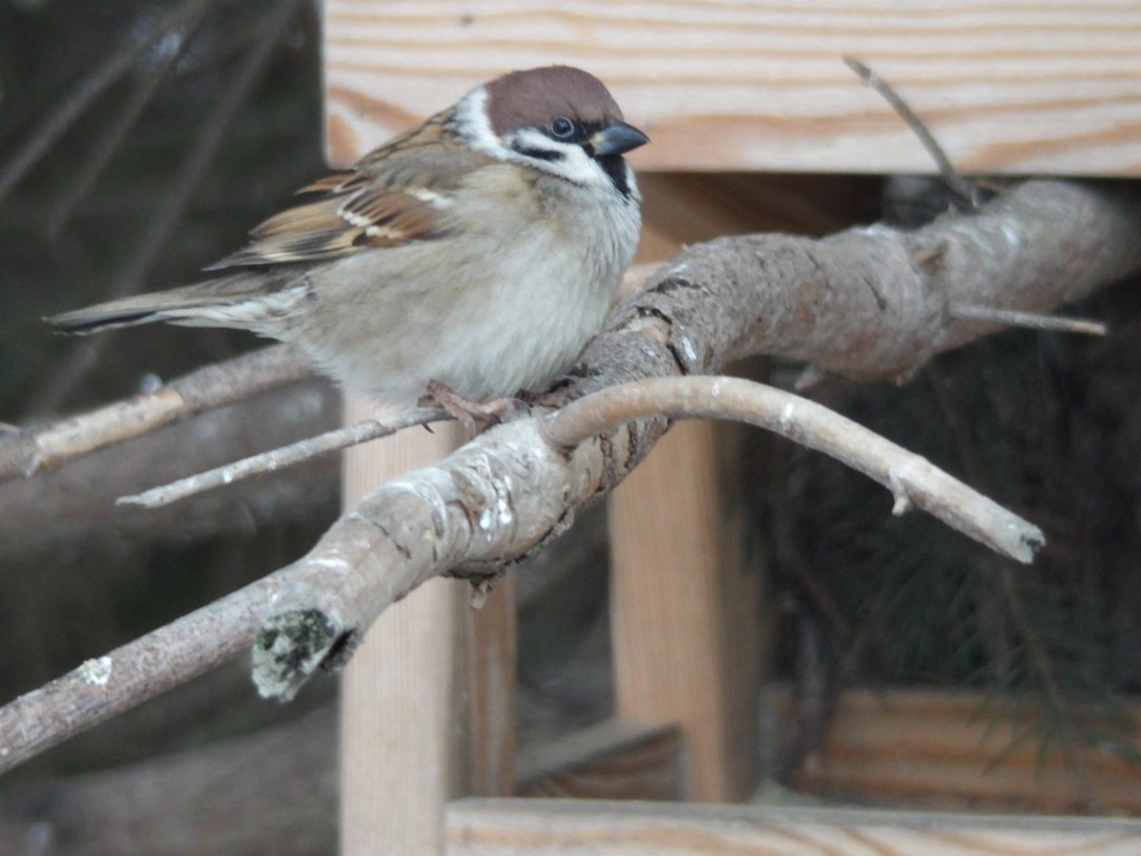 livebirdspoland_01be09a900427e296a36d8587017d85f.jpg