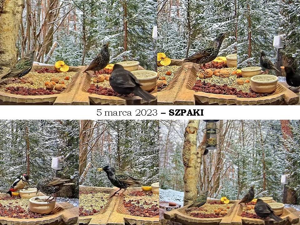 livebirdspoland_0eb260cd888cd0b208086f6bd413d6d6.jpg