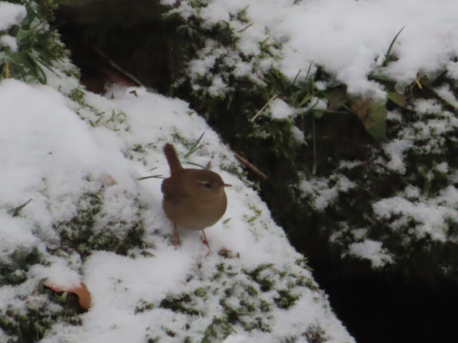 livebirdspoland_ff41a244b23659d88f55fb82513611bc.jpg