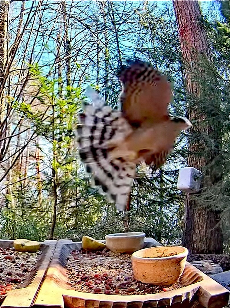 livebirdspoland_2849ef8f60b08151702e7dd8096f81c2.jpg