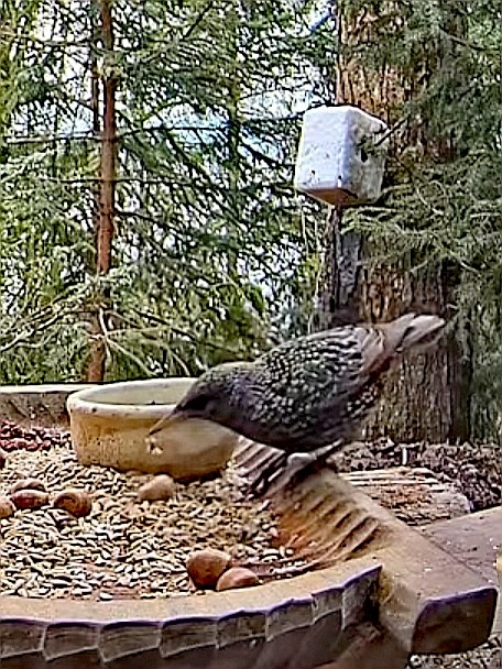 livebirdspoland_1a7d282ba5bfcb8a2c3558bc441fe276.jpg