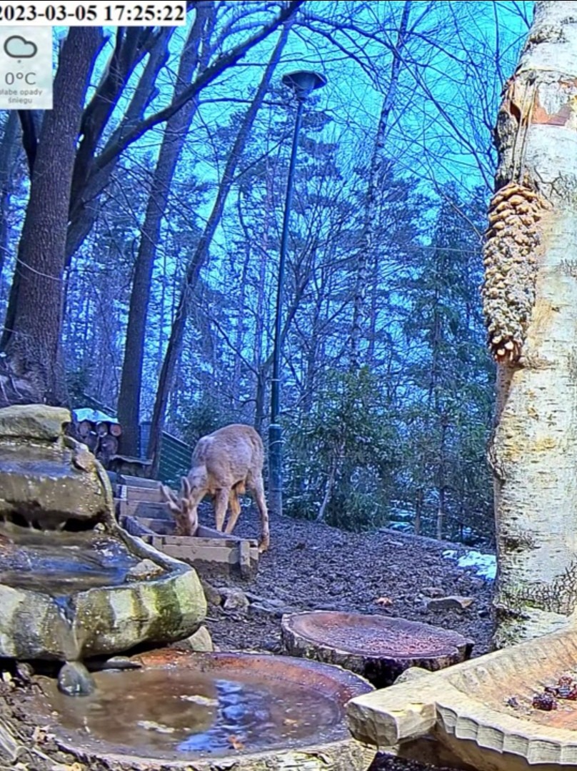 livebirdspoland_2e4b168098c22c7eefdbab75e1c228b7.jpg