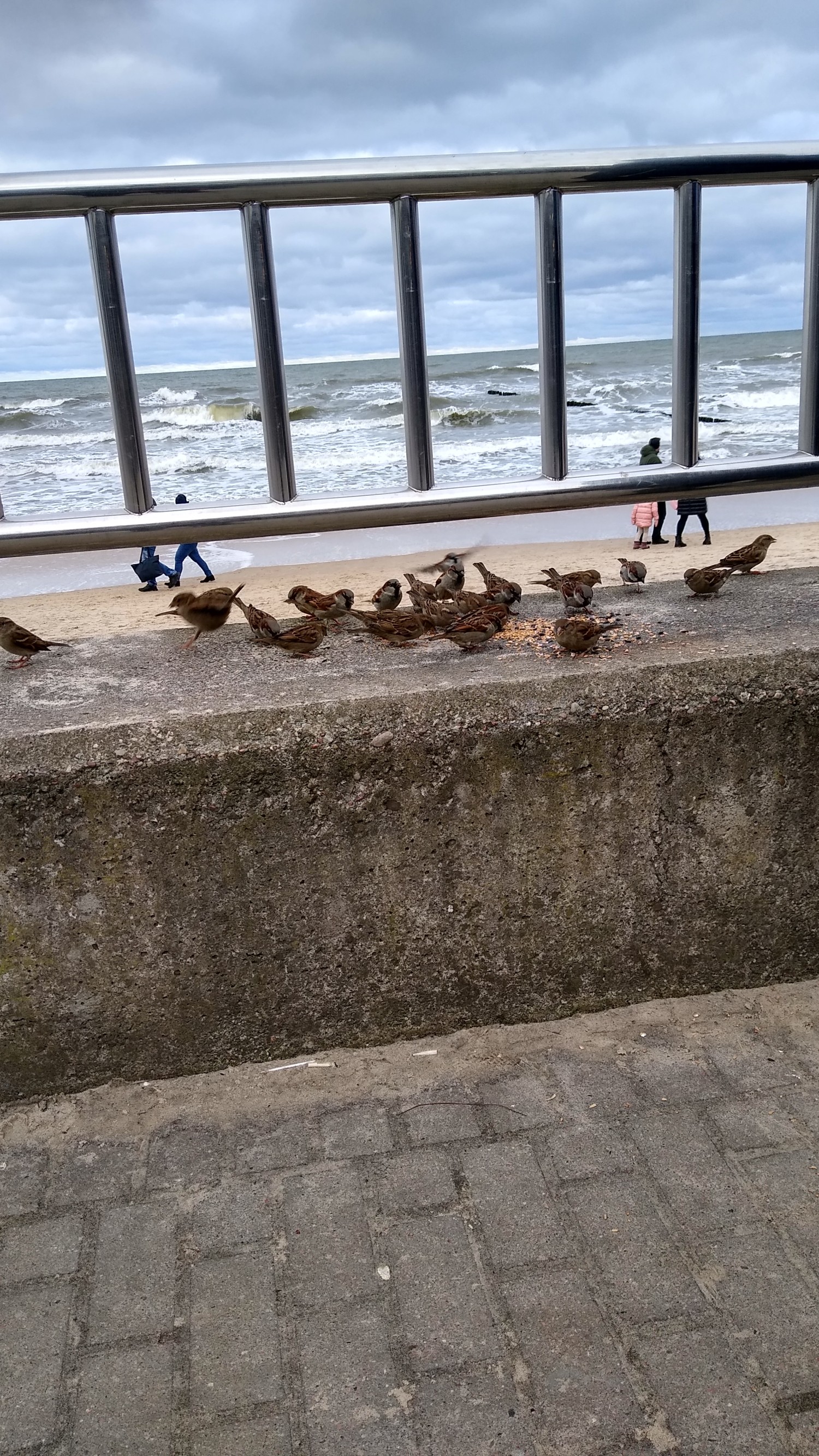 livebirdspoland_ca02b0dafb5e2288739739f1f4987e1b.jpg