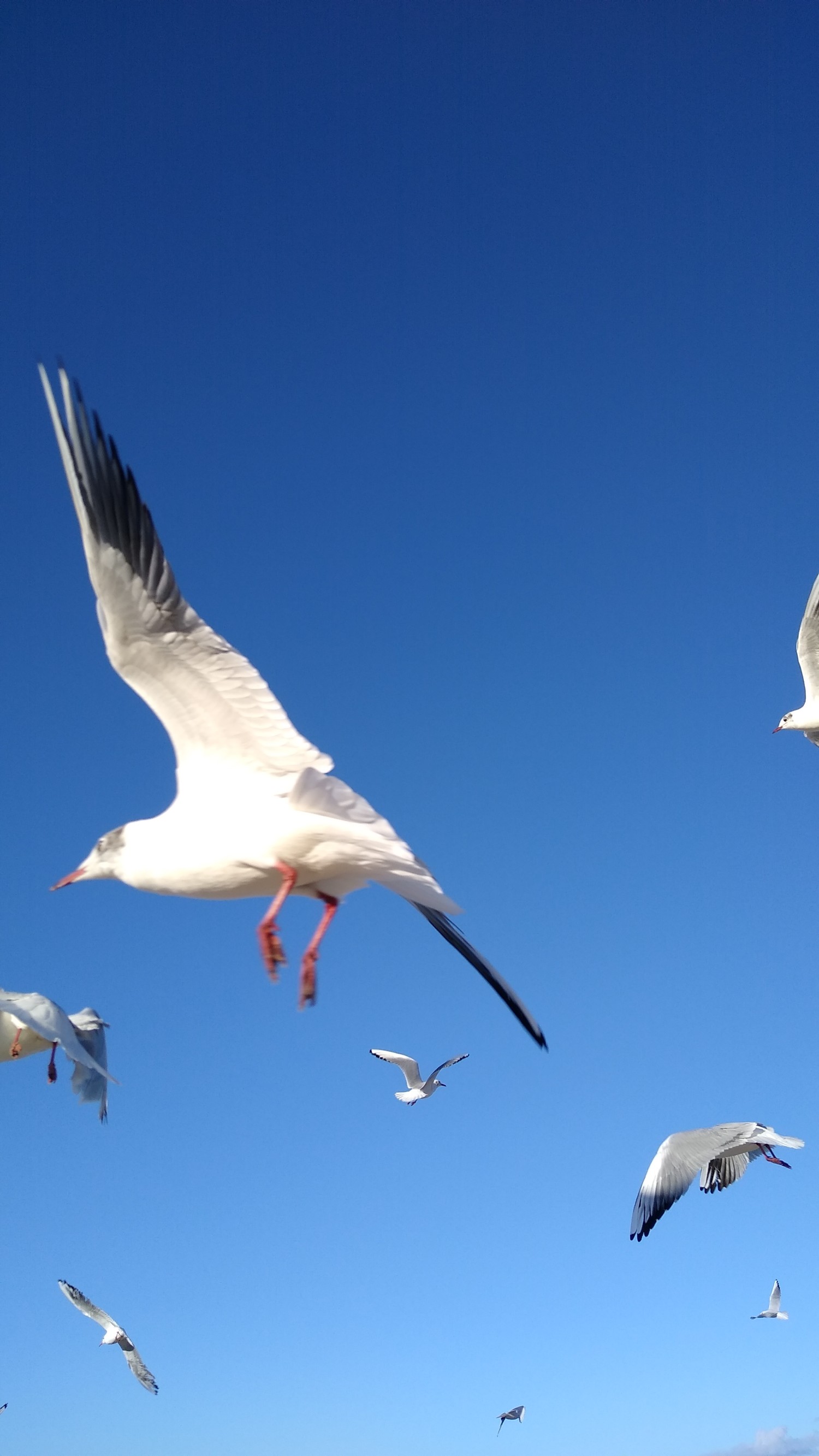 livebirdspoland_ee937d10a165033152040f173f67ea1a.jpg