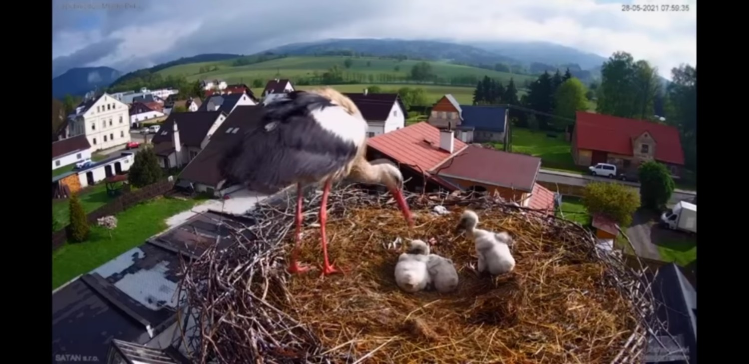 livebirdspoland_b6b81fd578b62152e5d114c4c7ca55dc.jpg