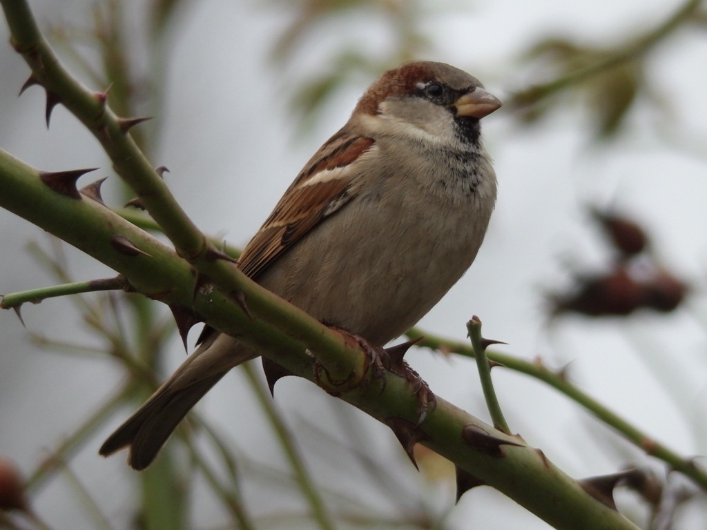livebirdspoland_b7f174d112e332e8d4dd3454a11fc9a8.jpg