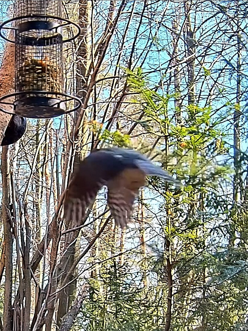 livebirdspoland_44eaa31a4297cd1a33a677cf5df96457.jpg