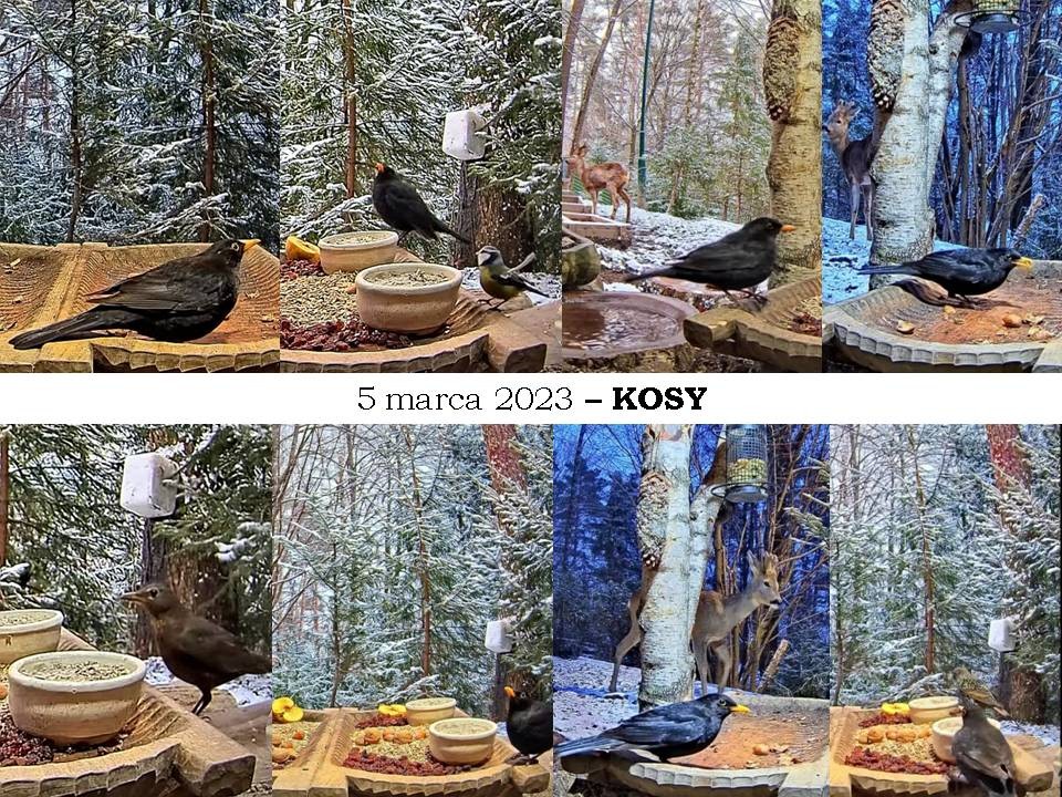 livebirdspoland_6628ee3623056f344f5379ea24cec926.jpg