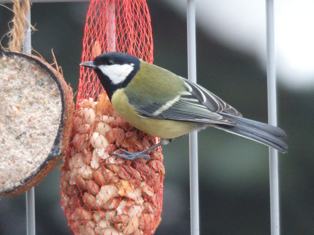 livebirdspoland_56dcab04a408ba482f64d20fad004477.jpg