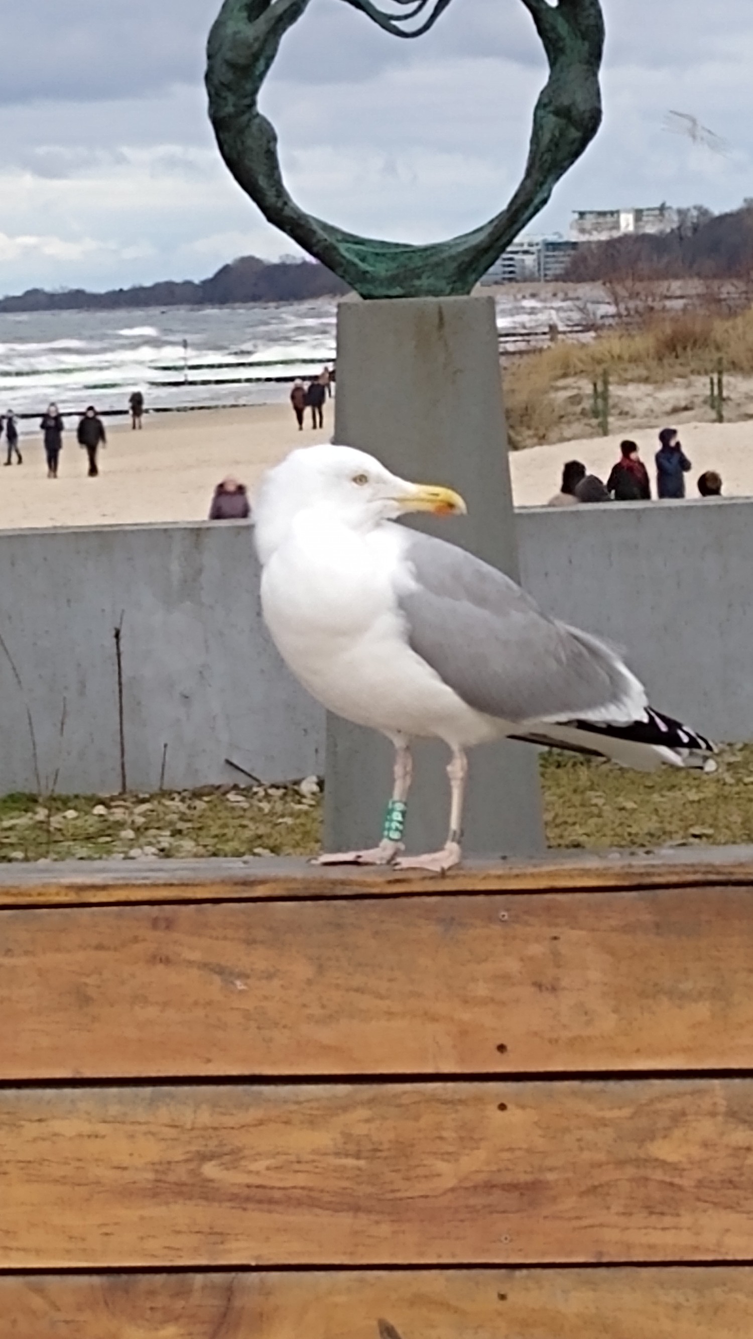 livebirdspoland_903b2e984ef30743f39359c6256f42e1.jpg