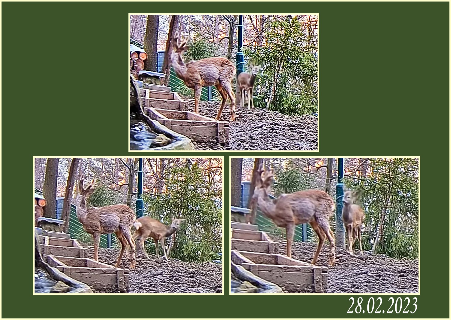 livebirdspoland_711e99fe5c3c945b451f336398deaaf0.jpg