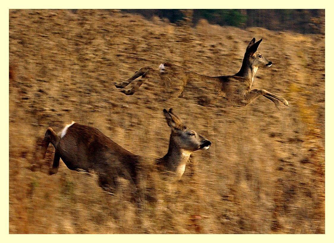 livebirdspoland_395621dd0a12c2c48ee19401bb1147eb.jpg