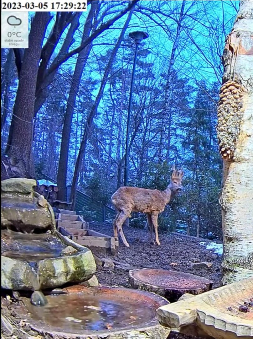 livebirdspoland_703a54d9ab1112d379306d9fd140855e.jpg