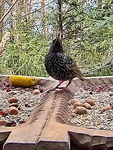livebirdspoland_8d0238644b0562e371609367280fbddd.jpg