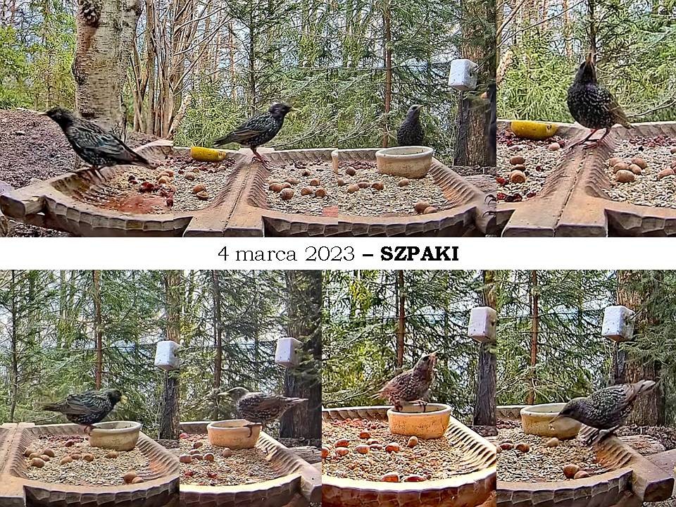 livebirdspoland_26ddaa231c27e1c60d2a198e5053927c.jpg