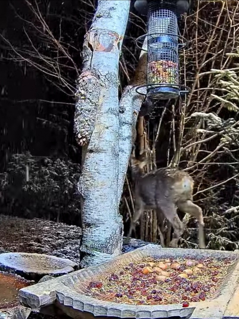 livebirdspoland_f7b58550f9c8c1fe88e7c7257ba6d0d8.jpg