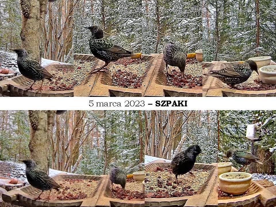 livebirdspoland_ea76e40f9b5703310ca2a26fdb25f622.jpg