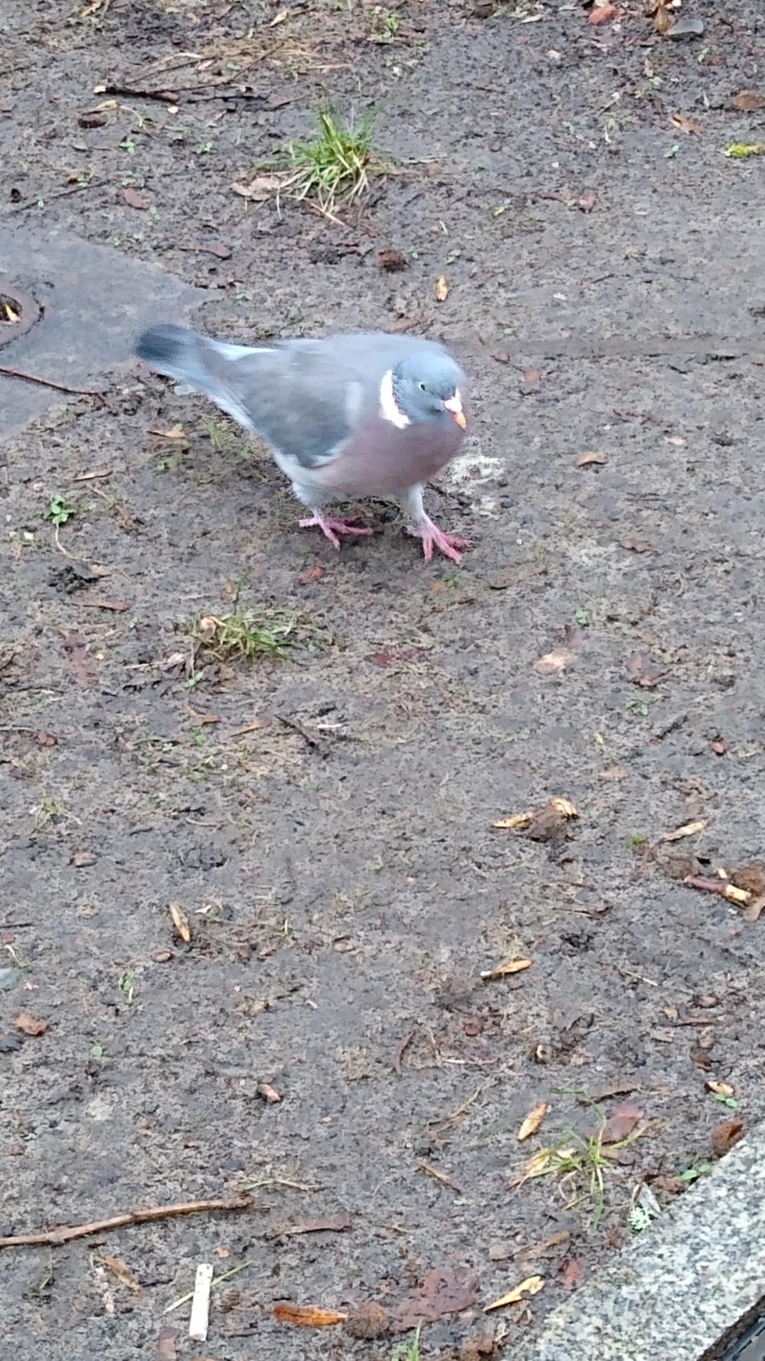 livebirdspoland_496150550b084d55308d409c87cc088f.jpg