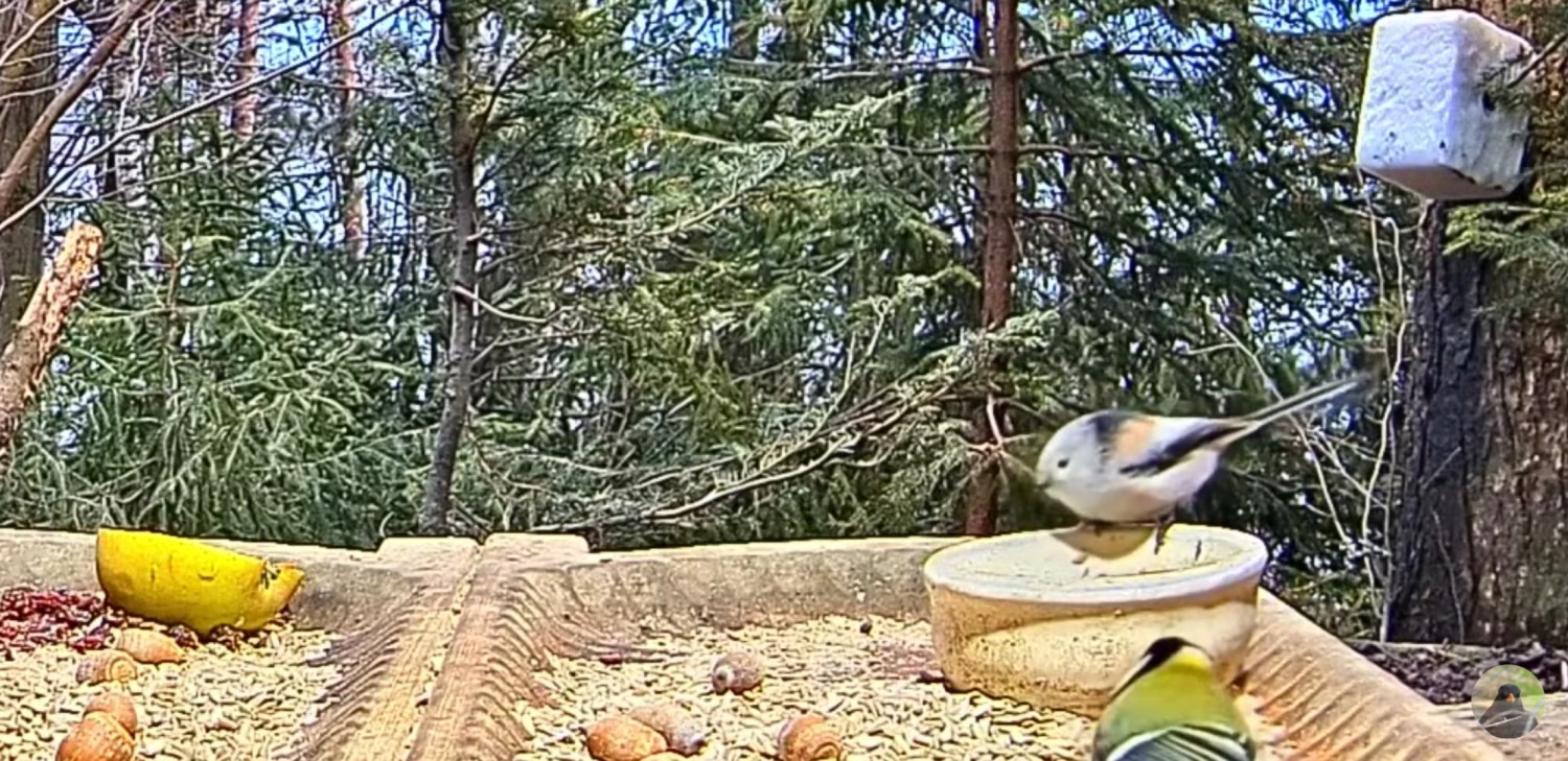 livebirdspoland_e6dcd5a7f0c46decf57ea54cee48c6b6.jpg