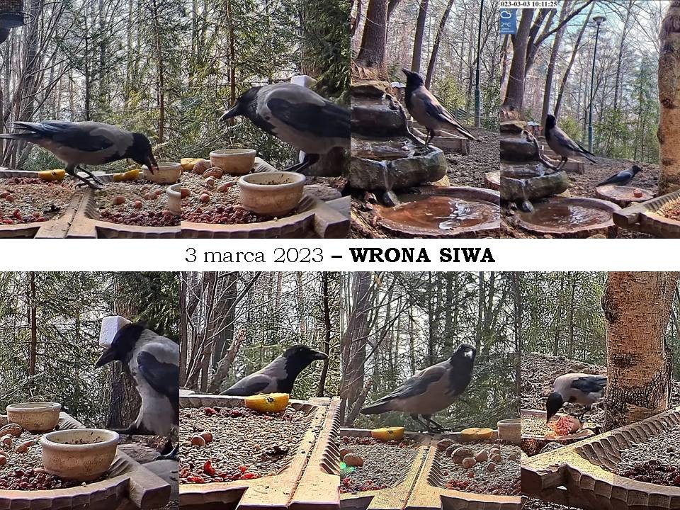 livebirdspoland_075eb725e8c424973e854324466f798f.jpg