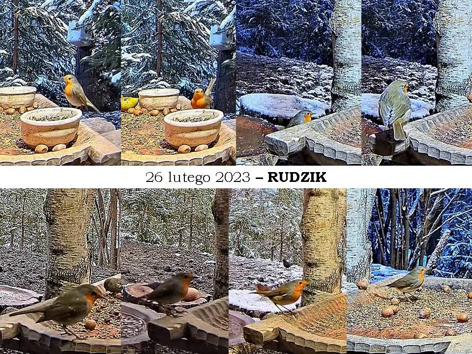 livebirdspoland_94de7d5a0f0351b0a154832ea0fb7f69.jpg