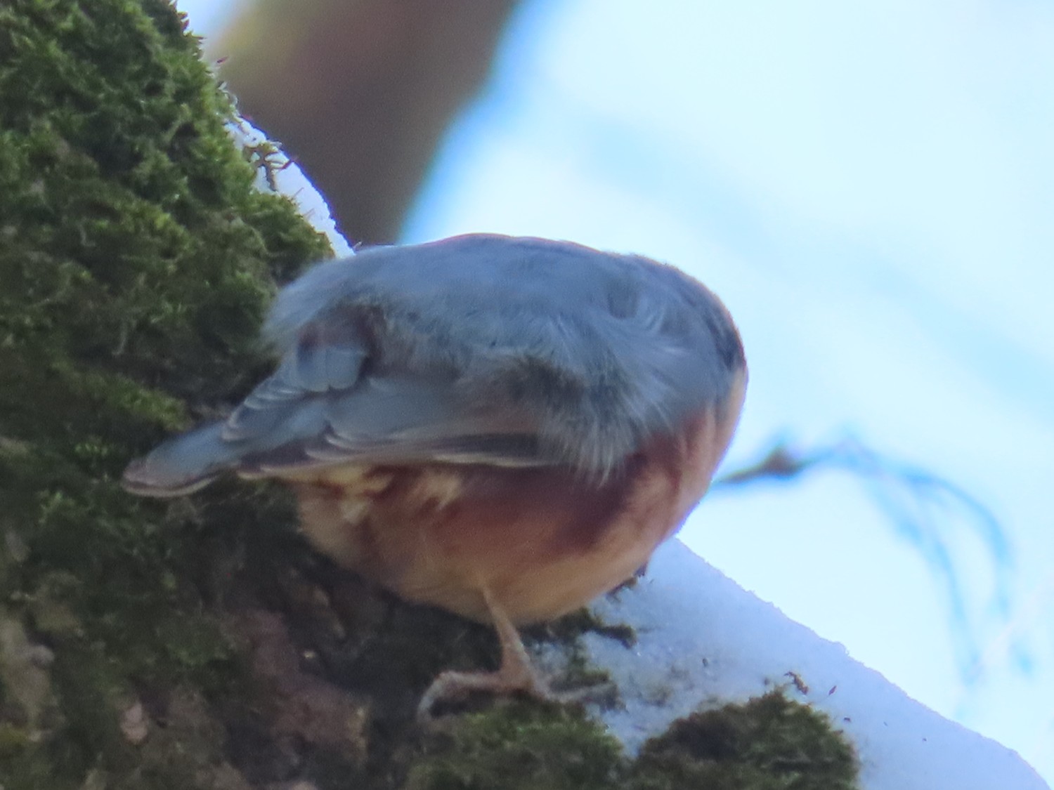 livebirdspoland_029443d24c9825914b3aac4a0701090f.jpg