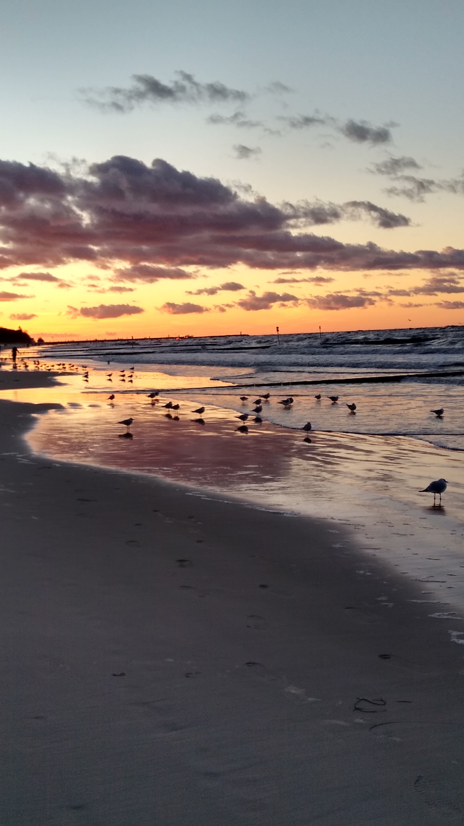 livebirdspoland_8da52dde48b3b62641252a61e9deb42a.jpg