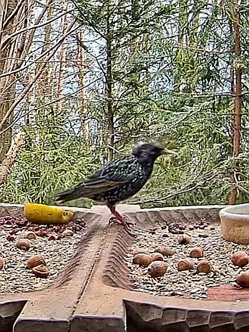 livebirdspoland_f9d5e9cbde6b496eb61e83e18d8fc6da.jpg