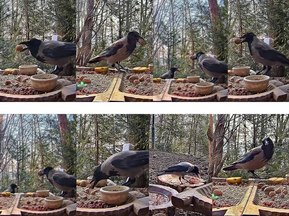 livebirdspoland_c4242c963a2ae0398a18ecaa3fe589af.jpg