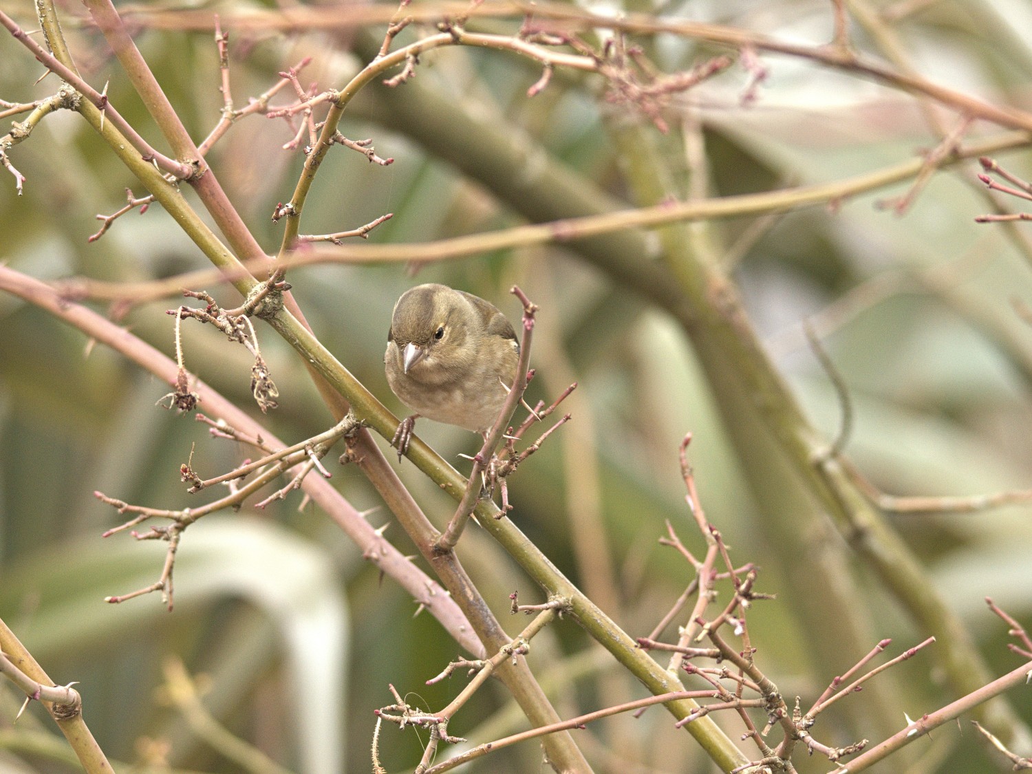 livebirdspoland_9a6eafc220a32dacee23558fd4793c3d.jpg