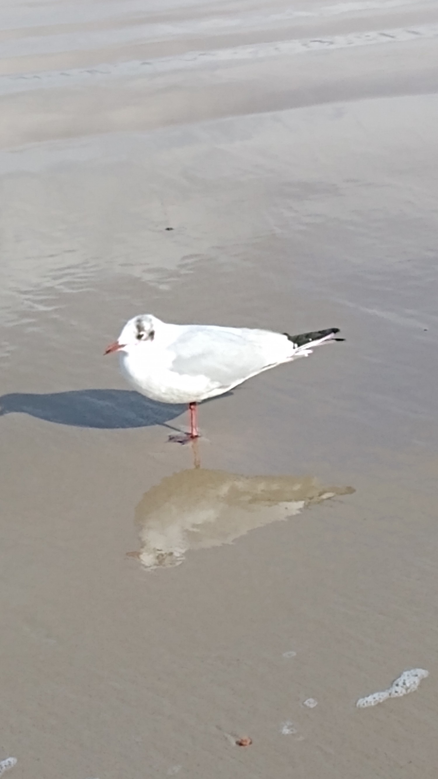 livebirdspoland_0057344029ca27f78738d4dde12275a7.jpg