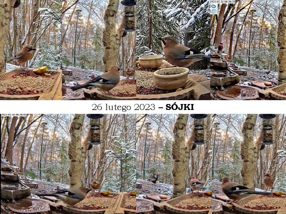 livebirdspoland_2f7eb4c4ad5e71b14f6e95ac905e641f.jpg