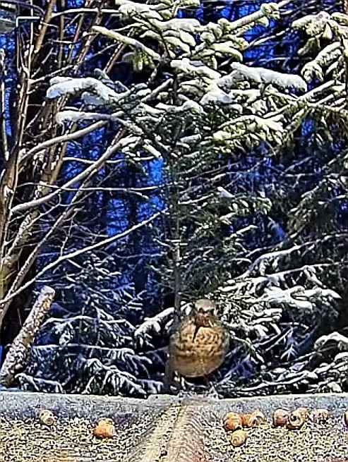 livebirdspoland_1c2c6e9794987cd310db71efd0424f12.jpg