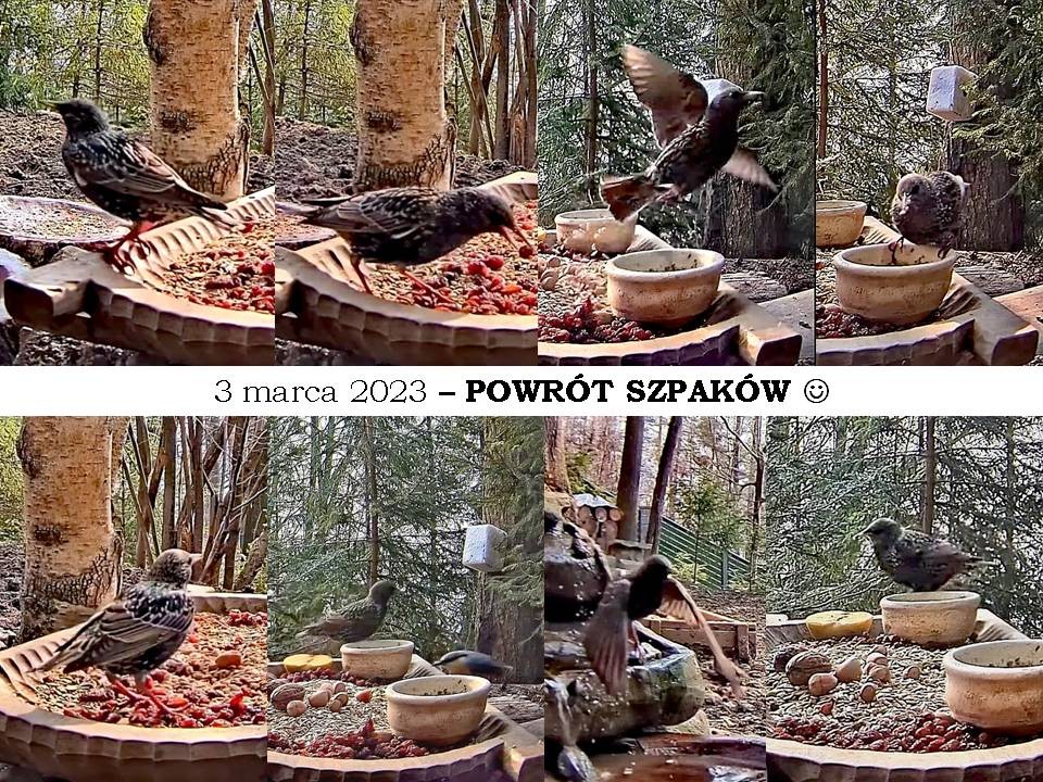 livebirdspoland_223ca53843a920ce2f19e00dd12b547a.jpg