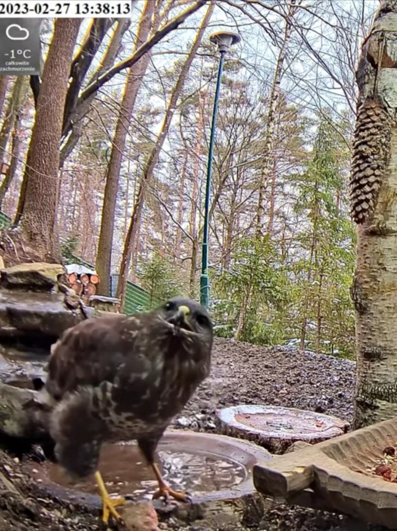 livebirdspoland_b0e48f8ae553683996504bd6f82919a0.jpg