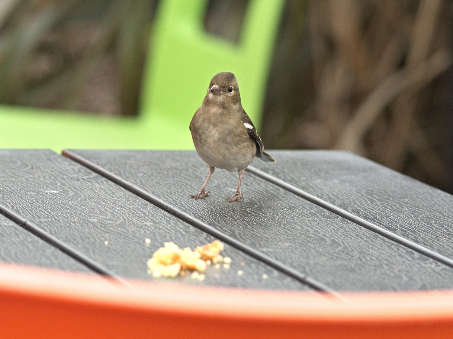 livebirdspoland_6a5769a15dae581f2f4486d33fbf06bc.jpg