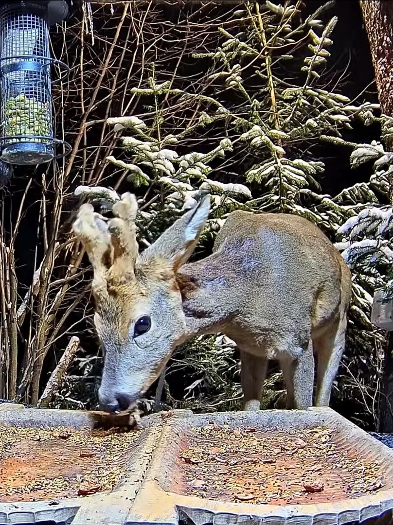 livebirdspoland_f72a56136f0634a17b3f84ba881899da.jpg