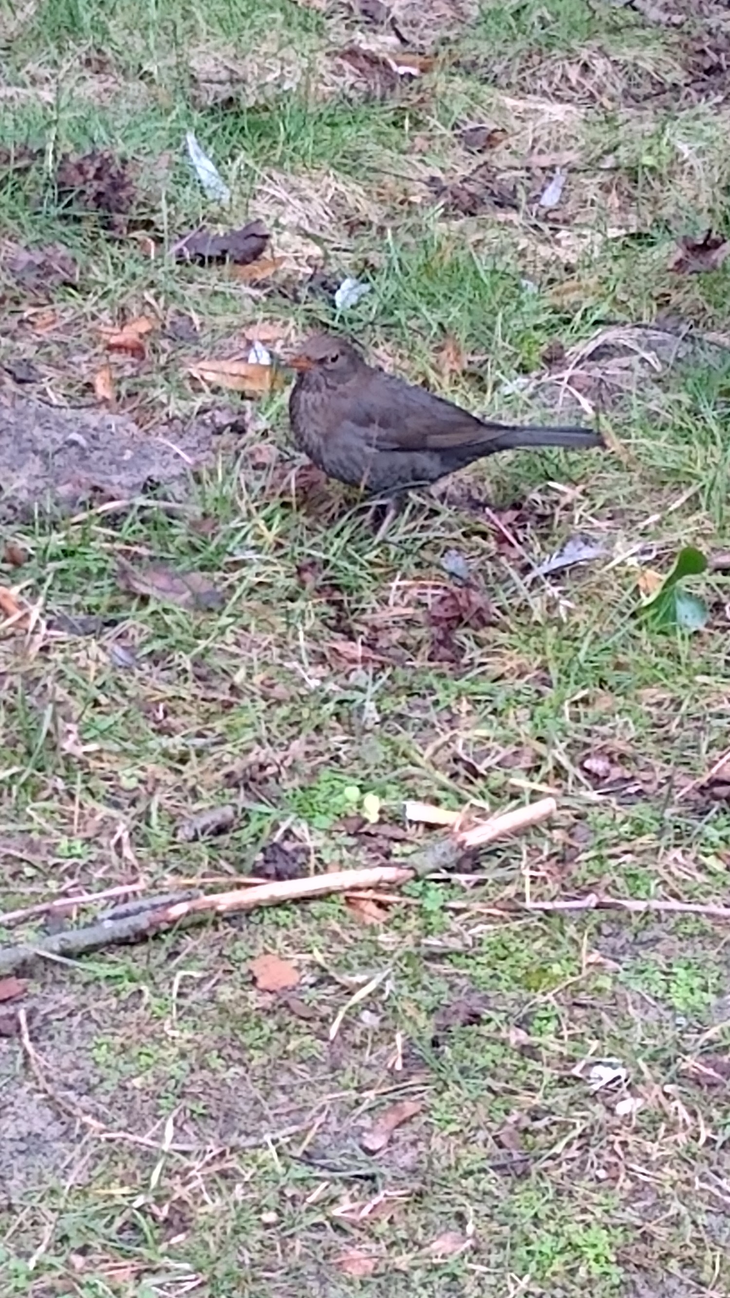 livebirdspoland_17456b26f4fec171f561399e380fdad6.jpg