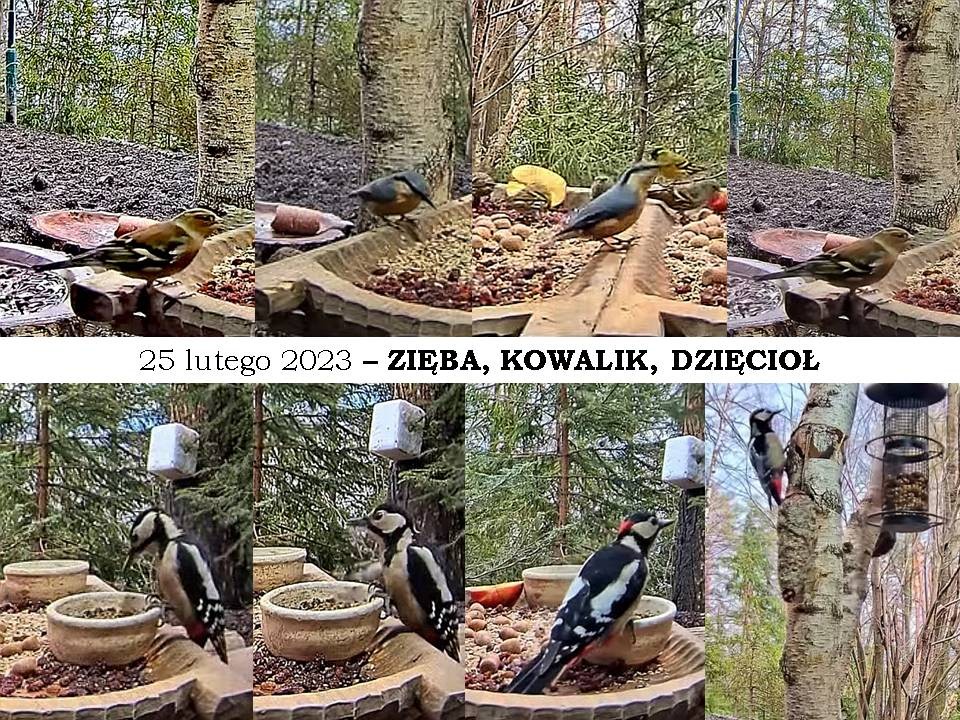 livebirdspoland_445d31bb88540d1e3ba083fc955721ea.jpg