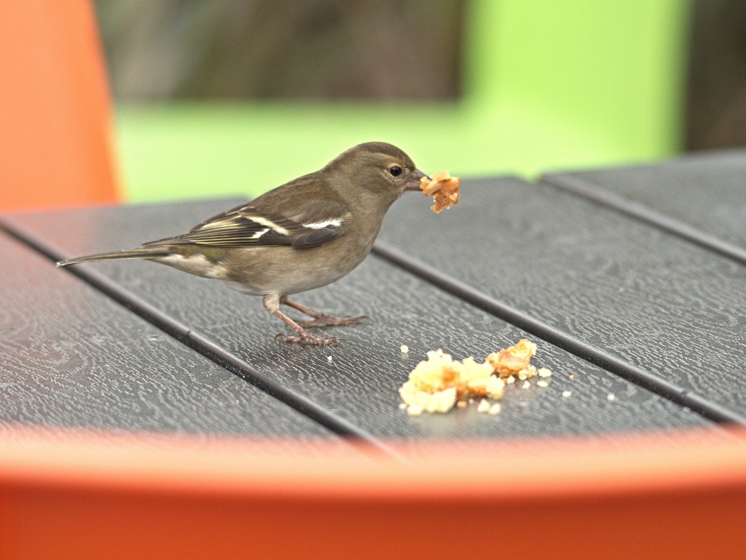 livebirdspoland_30ed31e39469c992eb301e104ad7ab91.jpg
