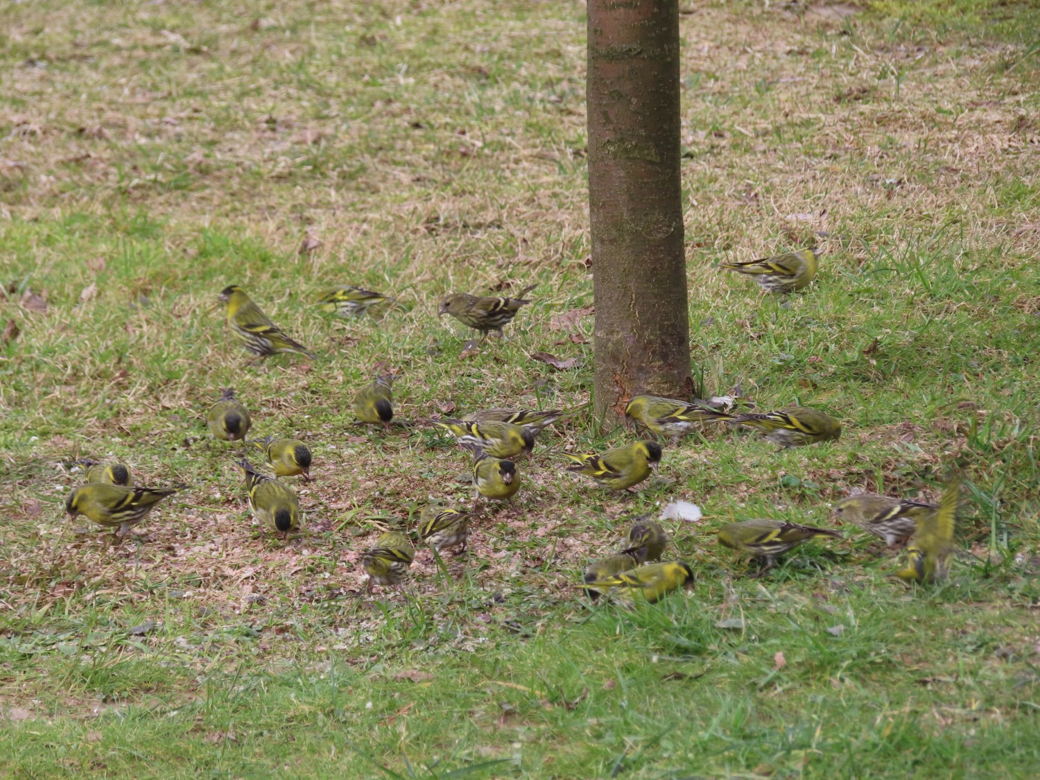 livebirdspoland_b66359942689533843f902029c908ead.jpg