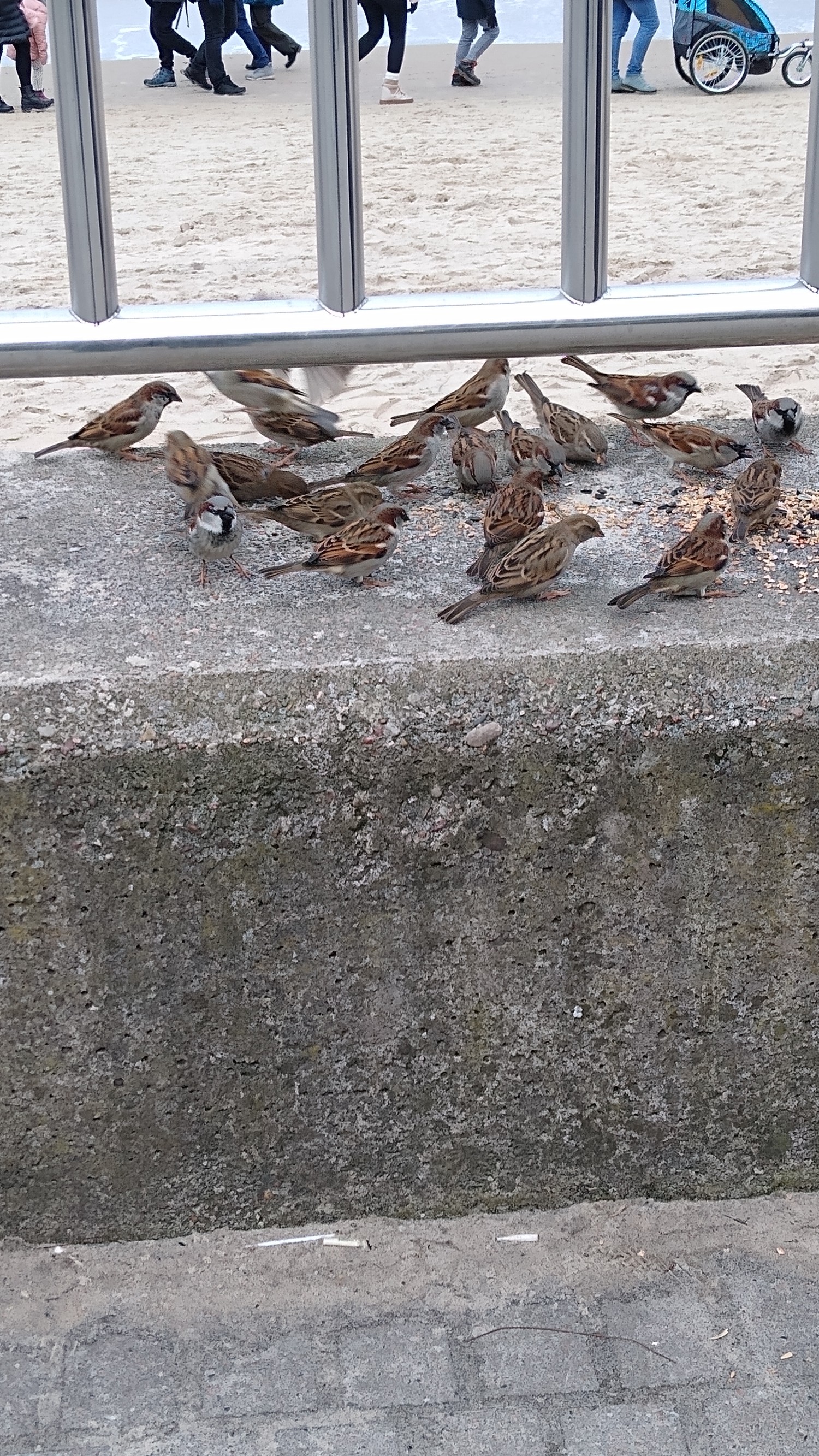 livebirdspoland_cf23a1ea9c1087c15559f1f50e975dee.jpg
