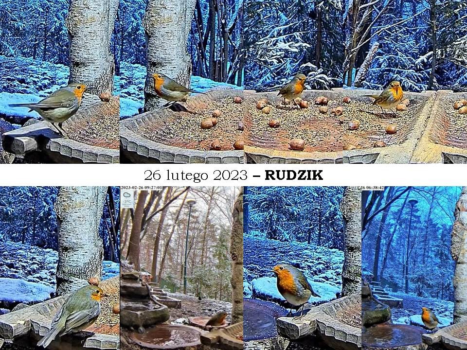 livebirdspoland_6ee816d3f3982ff6fb987288b44a7e27.jpg